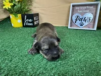Iggy, a male Havanese for sale in Waynesville, MO – 2 of 3
