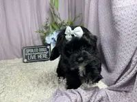 Gabby, a female Shih Tzu and Poodle - Toy  for sale in Waynesville, MO – 3 of 3