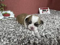 Toby, a male Shih Tzu for sale in Waynesville, MO – 3 of 4
