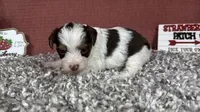 Malachi, a male Yorkipoo for sale in Waynesville, MO – 6 of 10