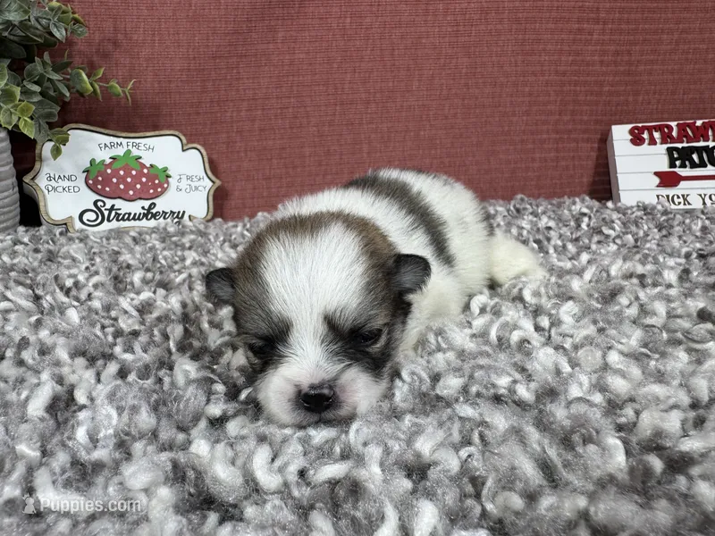 Buddy – Pomeranian puppy for sale in Waynesville, MO