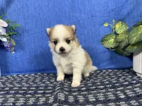 Malachi, a male Pomeranian for sale in Waynesville, MO – 3 of 3