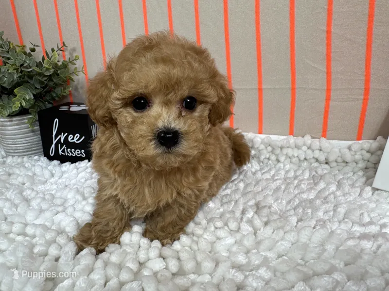 Astro – Maltipoo puppy for sale in Waynesville, MO