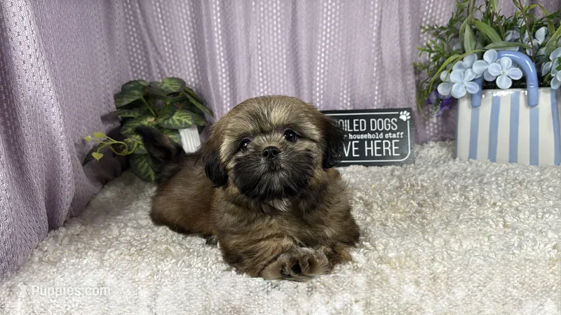 Titus – Shih Tzu puppy for sale in Waynesville, MO