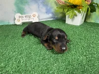 Tink, a female Miniature Dachshund for sale in Waynesville, MO – 2 of 3
