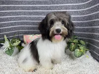 Nehemaih, a male Maltipoo for sale in Waynesville, MO – 2 of 4