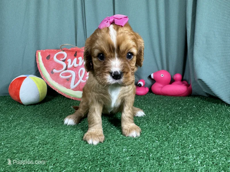 Raylynn – Cavalier King Charles Spaniel puppy for sale in Waynesville, MO