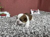 Theodore, a male Shih Tzu for sale in Waynesville, MO – 3 of 4