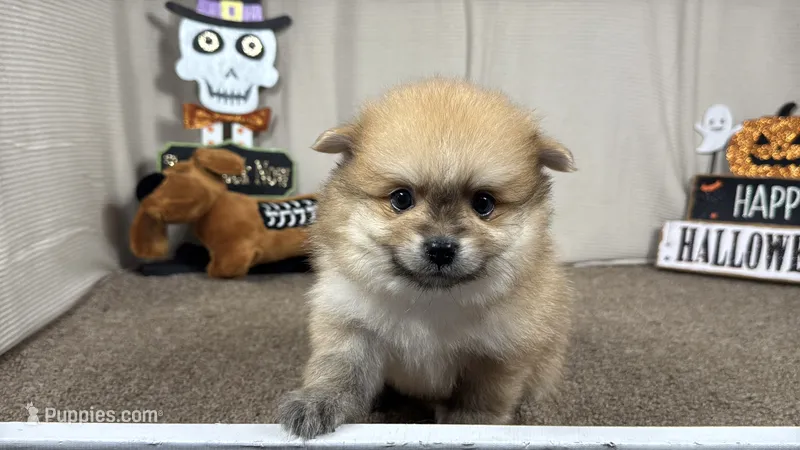 Moses – Pomeranian puppy for sale in Waynesville, MO