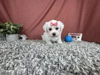 Ilene, a female Havamalt for sale in Waynesville, MO – 4 of 10