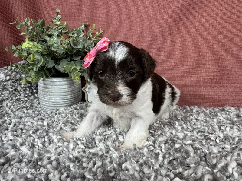 Mocha – Yorkipoo puppy for sale in Waynesville, MO