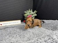 Wendy, a female Miniature Dachshund for sale in Waynesville, MO – 3 of 4