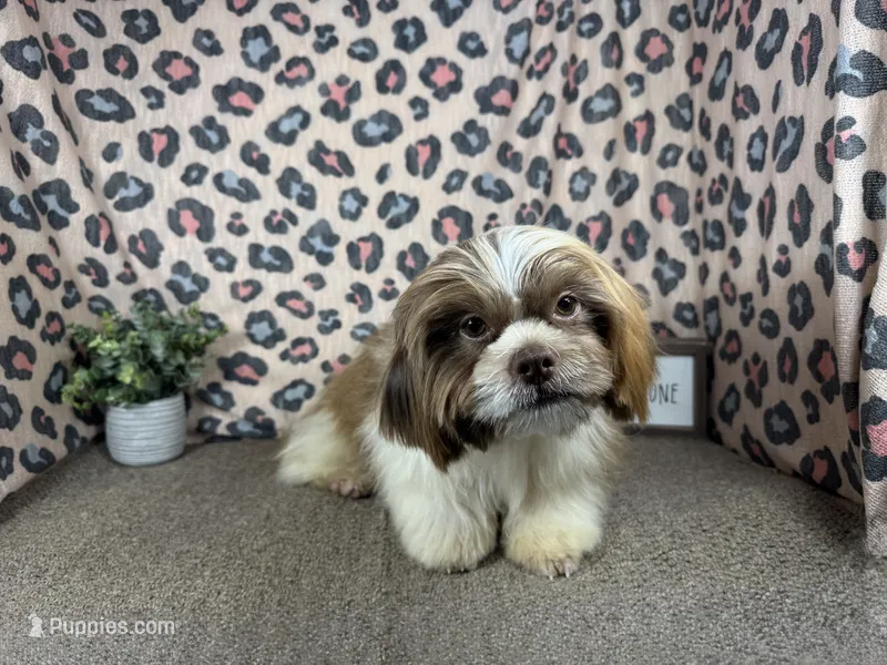 Gilroy – Shih Tzu puppy for sale in Waynesville, MO