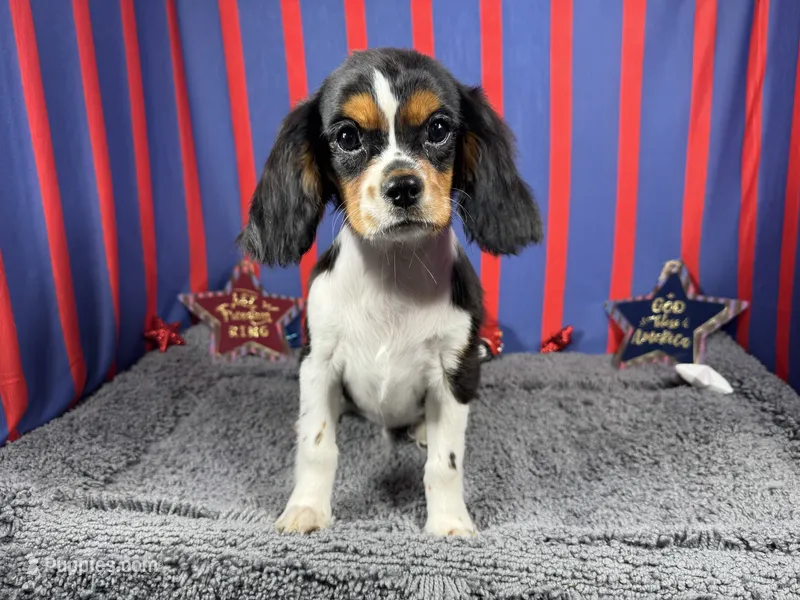 Dylan – Cavalier King Charles Spaniel puppy for sale in Waynesville, MO