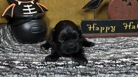 Boone, a male Peekapoo for sale in Waynesville, MO – 2 of 3