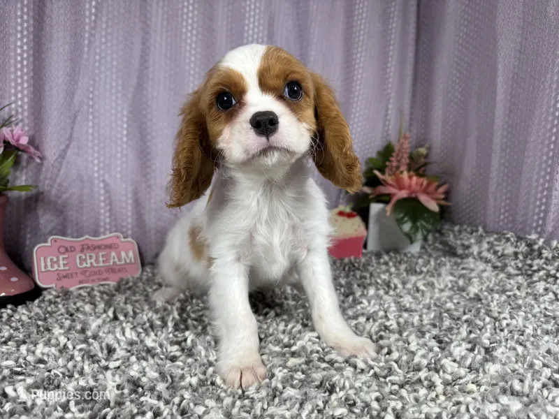 Riley – Cavalier King Charles Spaniel puppy for sale in Waynesville, MO