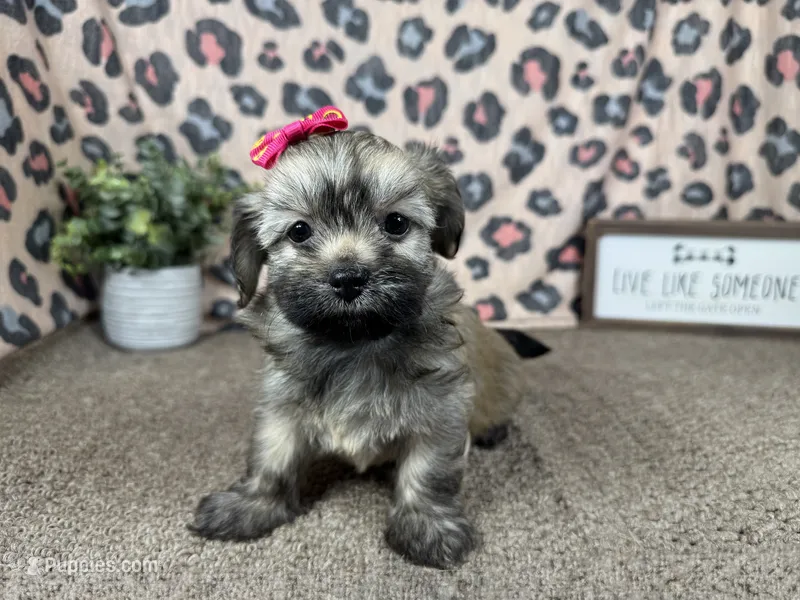Isabelle – Havanese puppy for sale in Waynesville, MO