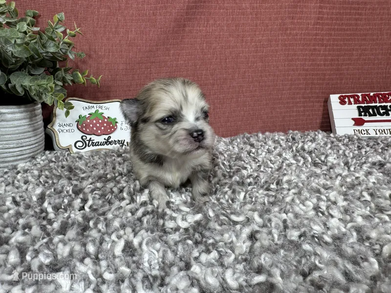 Benji – Pomeranian puppy for sale in Waynesville, MO