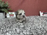 Benji, a male Pomeranian for sale in Waynesville, MO – 1 of 4