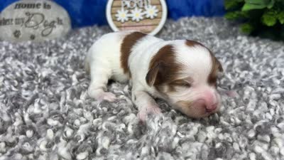 Magnolia, a female Yorkipoo for sale in Waynesville, MO – 4 of 4
