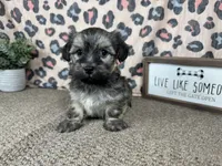 Iggy, a male Havanese for sale in Waynesville, MO – 6 of 10