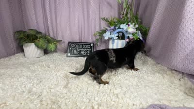 Bree, a female Miniature Dachshund for sale in Waynesville, MO – 4 of 4