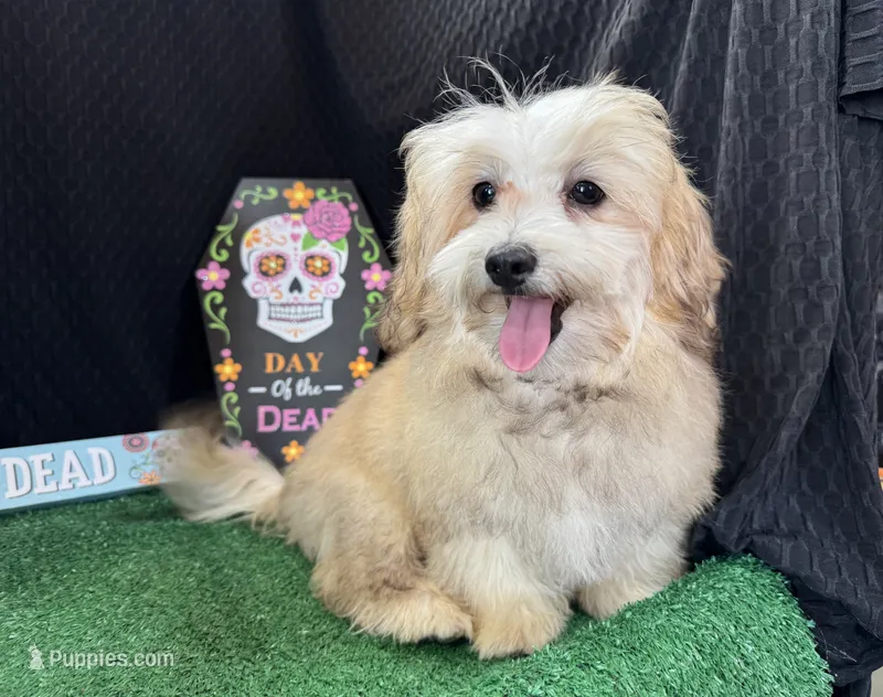 Merlin – Havapoo puppy for sale in Waynesville, MO