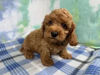 Dean, a male Poodle - Toy  for sale in Waynesville, MO – 4 of 10