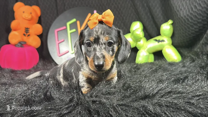 Galaxy – Miniature Dachshund puppy for sale in Waynesville, MO