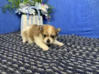 Matthew, a male Pomeranian for sale in Waynesville, MO – 3 of 3
