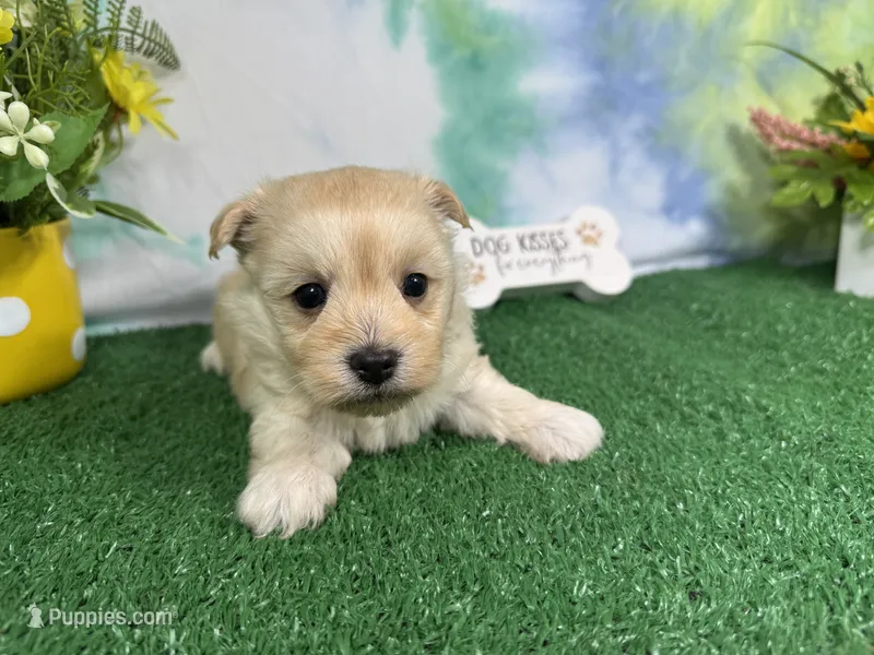 Kingston – Havanese puppy for sale in Waynesville, MO