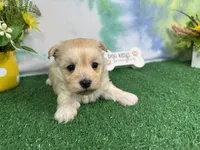 Kingston, a male Havanese for sale in Waynesville, MO – 6 of 10