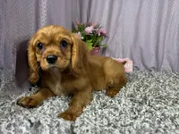Renae, a female Cavalier King Charles Spaniel for sale in Waynesville, MO – 3 of 10