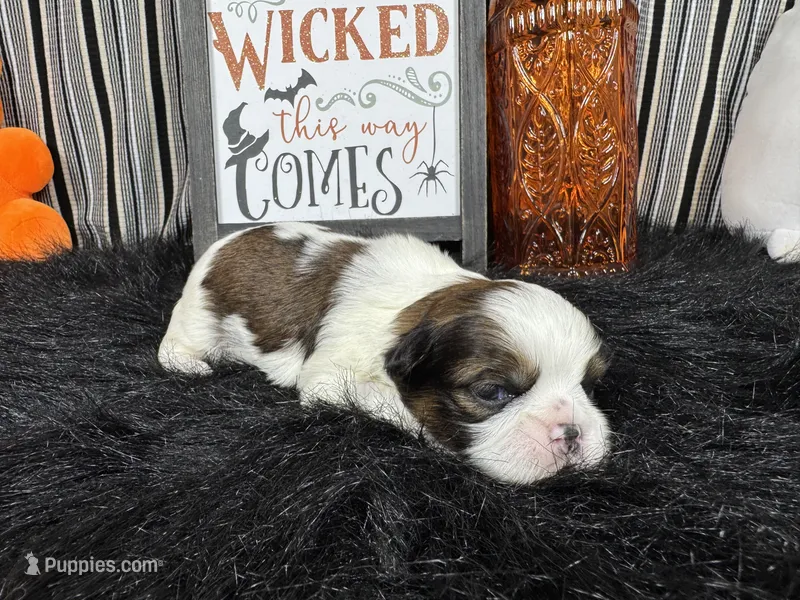 Gabriel – Shih Tzu puppy for sale in Waynesville, MO