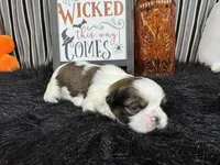 Gabriel, a male Shih Tzu for sale in Waynesville, MO – 1 of 3