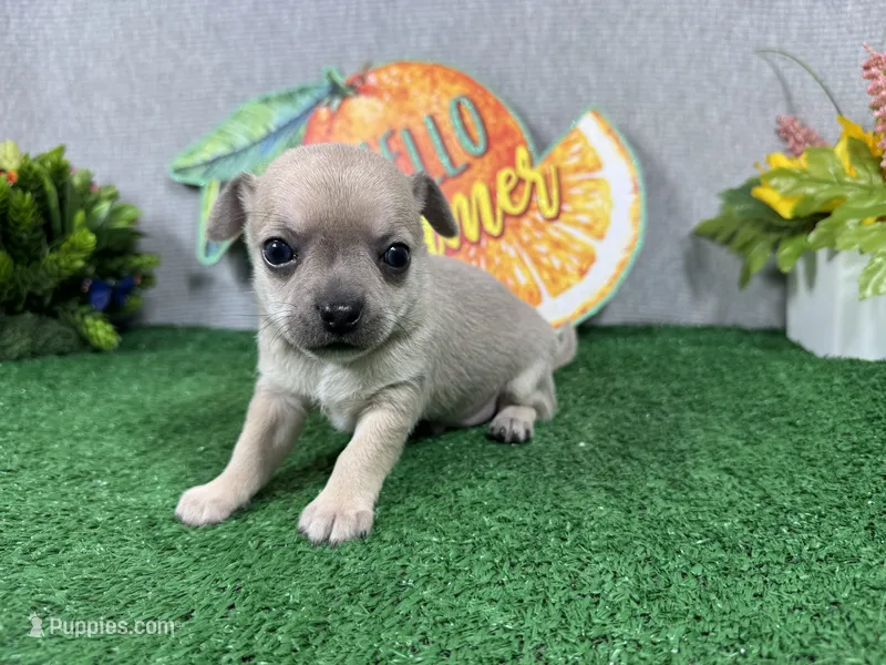 Banks – Chihuahua puppy for sale in Waynesville, MO