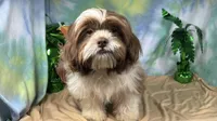 Gilroy, a male Shih Tzu for sale in Waynesville, MO – 7 of 10
