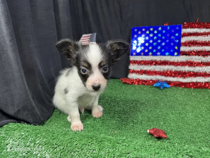 Luas – Papillon puppy for sale in Waynesville, MO