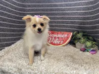 Sarah, a female Pomeranian for sale in Waynesville, MO – 3 of 10
