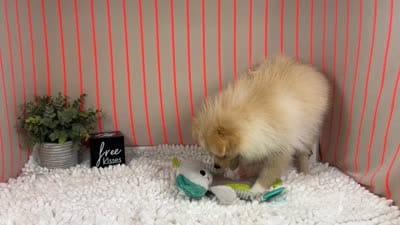 Sarah, a female Pomeranian for sale in Waynesville, MO – 7 of 10