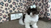 Tabby, a female Shih Tzu for sale in Waynesville, MO – 6 of 10