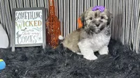 Ivy, a female Havanese for sale in Waynesville, MO – 2 of 10