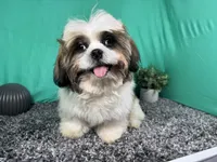 Grizzley, a male Shih Tzu for sale in Waynesville, MO – 3 of 10