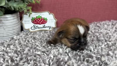 Tori, a female Shih Tzu for sale in Waynesville, MO – 4 of 4