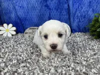 Ian, a male Havamalt for sale in Waynesville, MO – 2 of 4