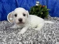 Ian, a male Havamalt for sale in Waynesville, MO – 3 of 4