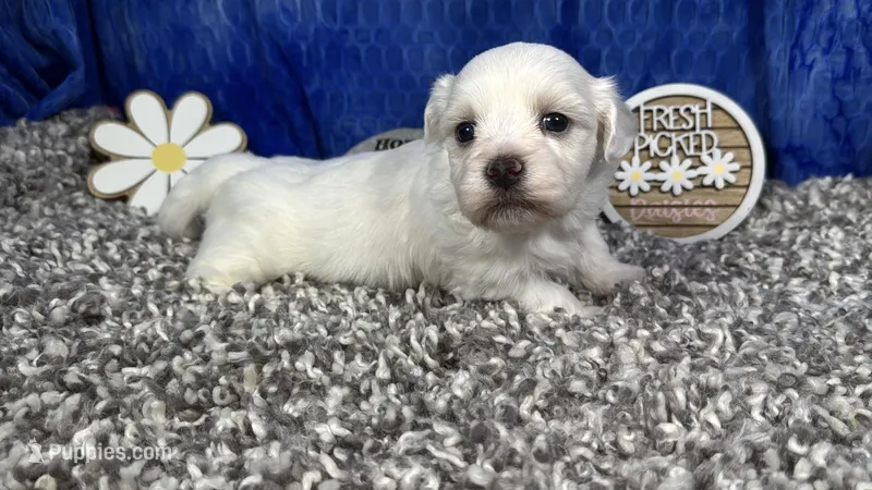 Ian – Havamalt puppy for sale in Waynesville, MO