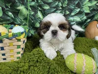 Tommy, a male Shih Tzu for sale in Waynesville, MO – Photo 3 of 3