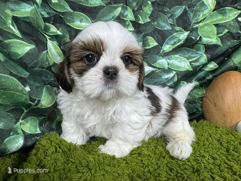 Tommy – Shih Tzu puppy for sale in Waynesville, MO