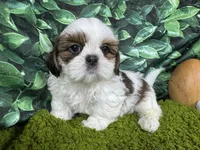 Tommy, a male Shih Tzu for sale in Waynesville, MO – Photo 1 of 3